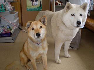 かほまち愛犬病院｜嘉麻市｜動物病院