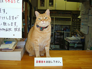 イイヅカ動物病院｜館林市｜動物病院