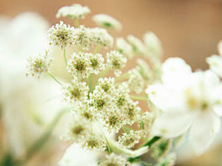 ��̂͂�Y�w�l�Ȉ�@�b�F�{�s�b�Y�ȁE�w�l��