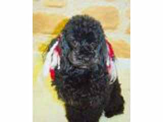 DogProshop���y���y(Kera Kera)�b�������܎s���b�y�b�g���e���A�y�b�g���e�@�A�y�b�g�z�e��